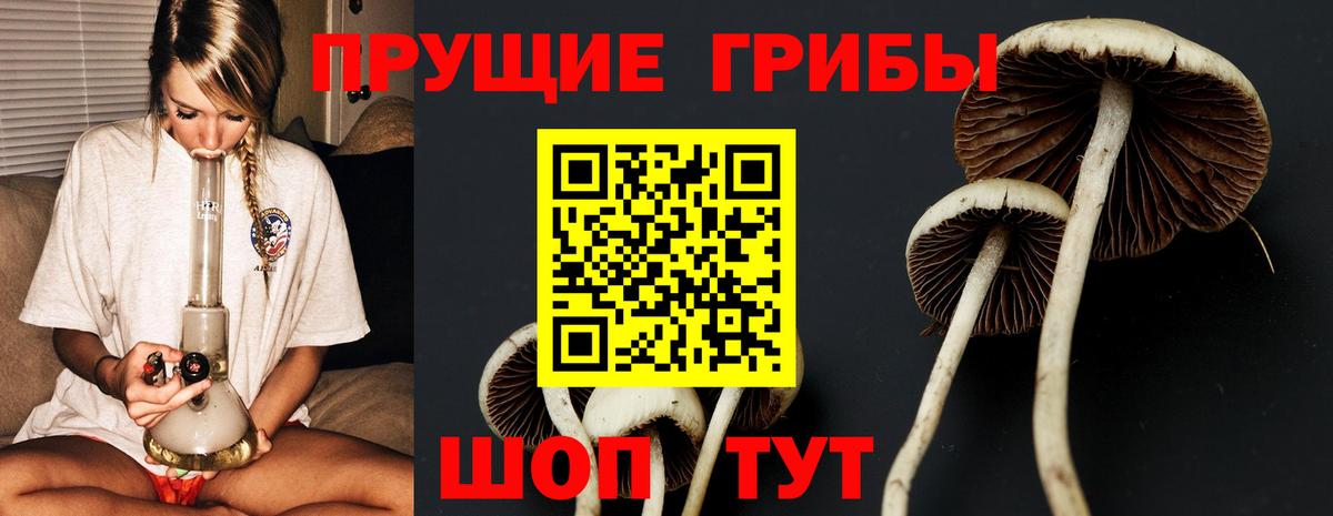 Псилоцибиновые грибы ЛСД  Псилоцибиновые грибы GOLDEN TEACHER  Новозыбков  Вход с VPN 