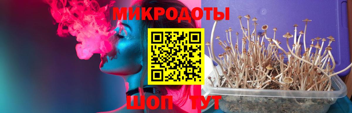 Псилоцибиновые грибы Psilocybine cubensis Новозыбков